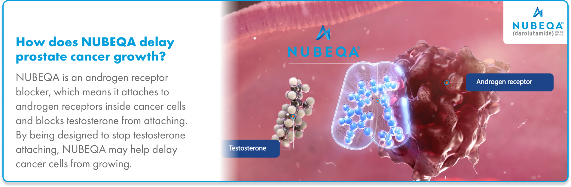 NUBEQA androgen receptor blocker Graphic of Nubeqa (darolutamide) attaching to androgen receptors in prostate cancer cells, blocking testosterone and delaying cancer cell growth
