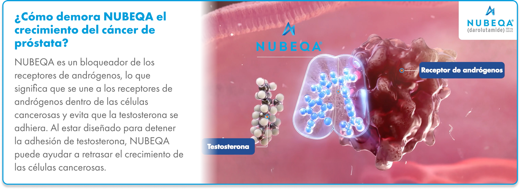 Bloqueador del receptor de andrógenos NUBEQA Gráfico de Nubeqa (darolutamida) uniéndose a los receptores de andrógenos en las células de cáncer de próstata, bloqueando la testosterona y retrasando el crecimiento de las células cancerosas.